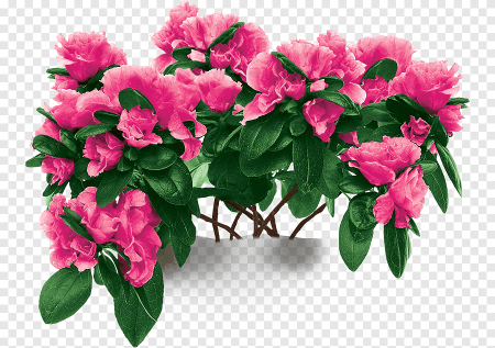 Azalea House Plant