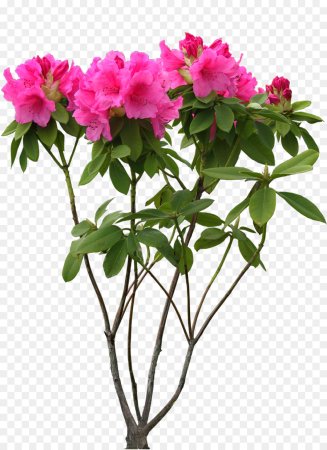 Рододендроны Азалия Олеандр