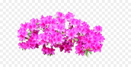 Азалия рододендрон PNG