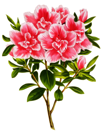 Азалия рододендрон PNG