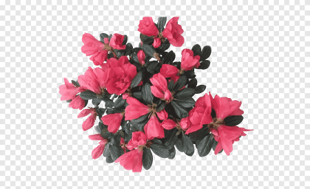 Рододендрон куст