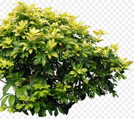 Bush куст