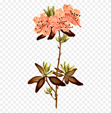 Рододендрон вектор
