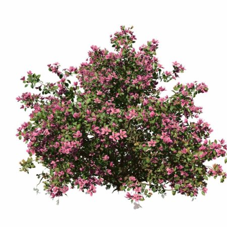 Азалия - Azalea d14 h35