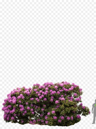Кусты цветов для фотошопа