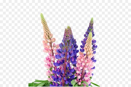 Lupinus ЗТП