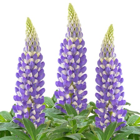 Lupinus ЗТП