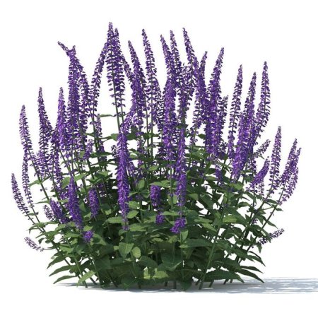 Шалфей лекарственный куст