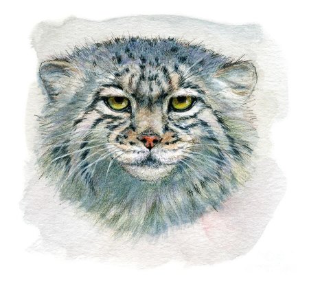Кот Манул