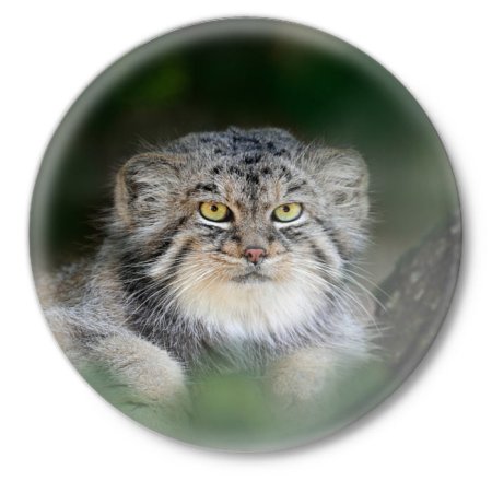 Кот Манул арт