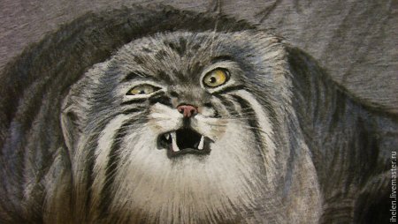 Кот Манул черно белый