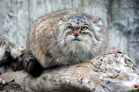 Кот Манул