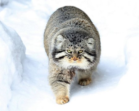 Кот Манул рисунок