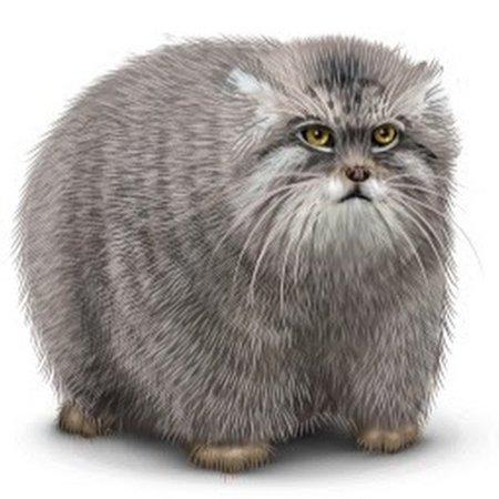 Кот Манул черно белый