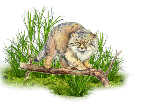 Дикий кот Манул