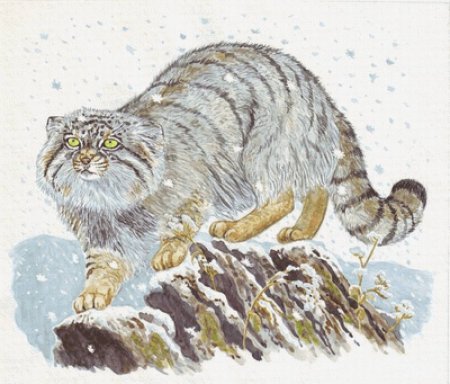 Кот Манул арт