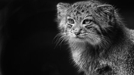 Кот Манул