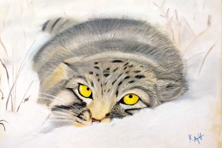 Кот Манул раскраска
