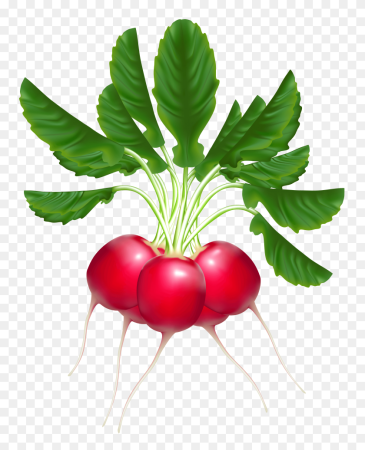 Овощи редис