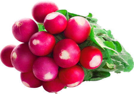 Овощи редиска