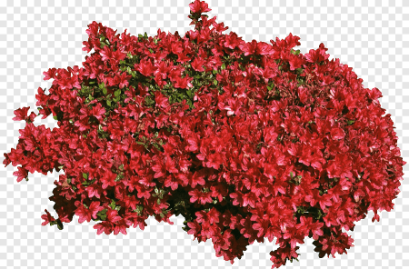 Бегония кустик