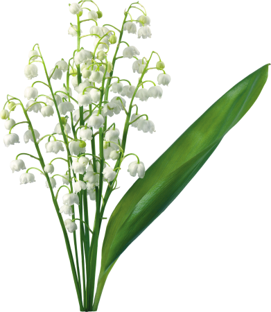 Ландыш горный Convallaria Montana