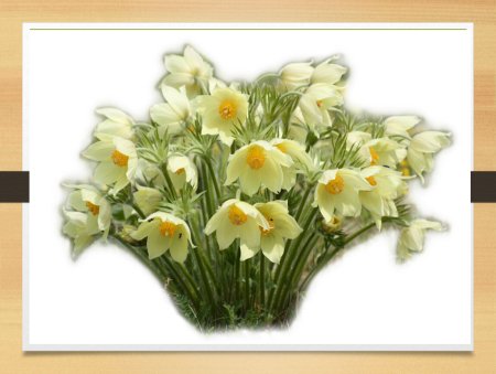 Подснежники картинки для детей