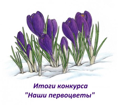 Прострел сон трава рисунок