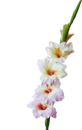 Ветка гладиолуса