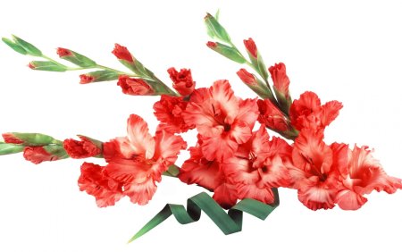 Гладиолус Аркас Arcas