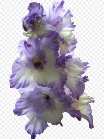 Цветы гладиолусы ирисы
