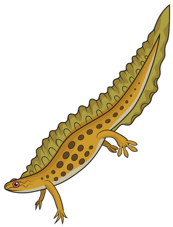 Обыкновенный Тритон