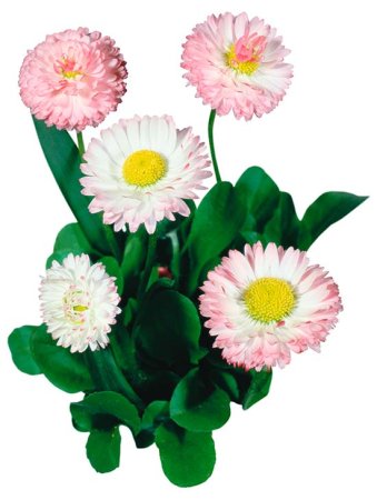 Букет маргариток