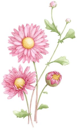 Маргаритка Botanical