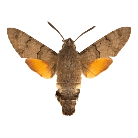 Hippotion Celerio