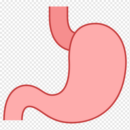 Желудок svg