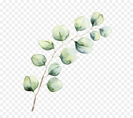 Ветка эвкалипта вектор
