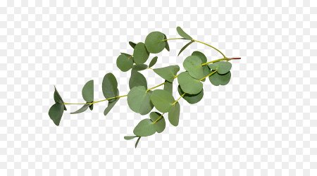 Eucalyptus polybractea