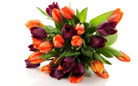Фловерс Flowers цветы тюльпаны