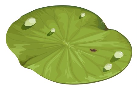 Лист кувшинки для детей