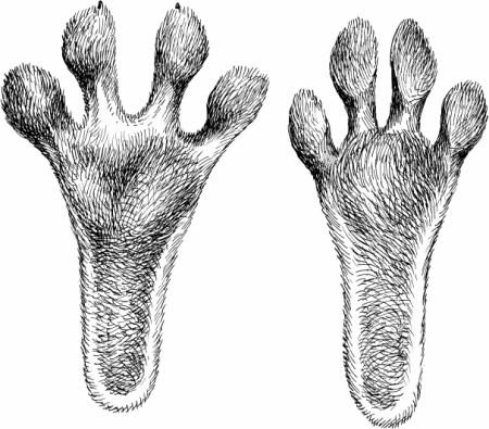 Следы зайца русака