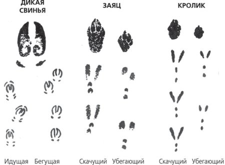Следы зайца для детей