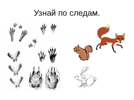 Следы зайца