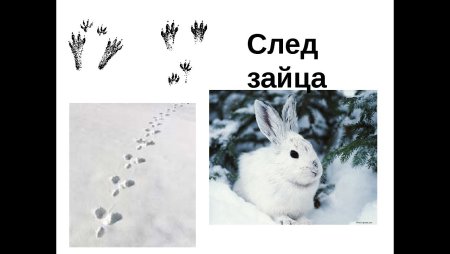 Следы волка зайца медведя лисы