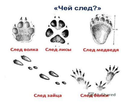 Следы кролика