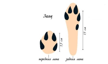 Отпечаток лапы зайца