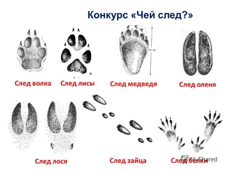 След лапки мышки