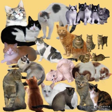 Фотошоп коты разных типов животных