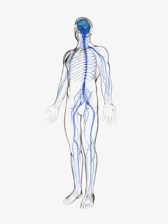 Нервная система человека