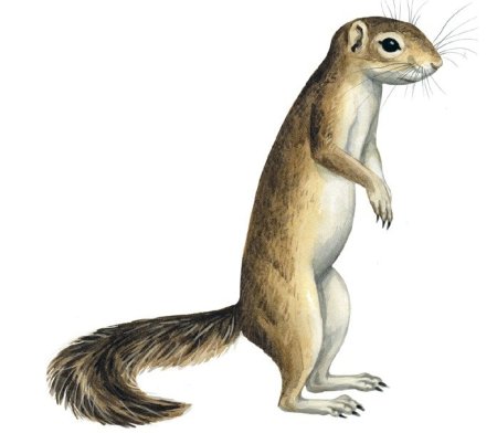 Суслик для детей